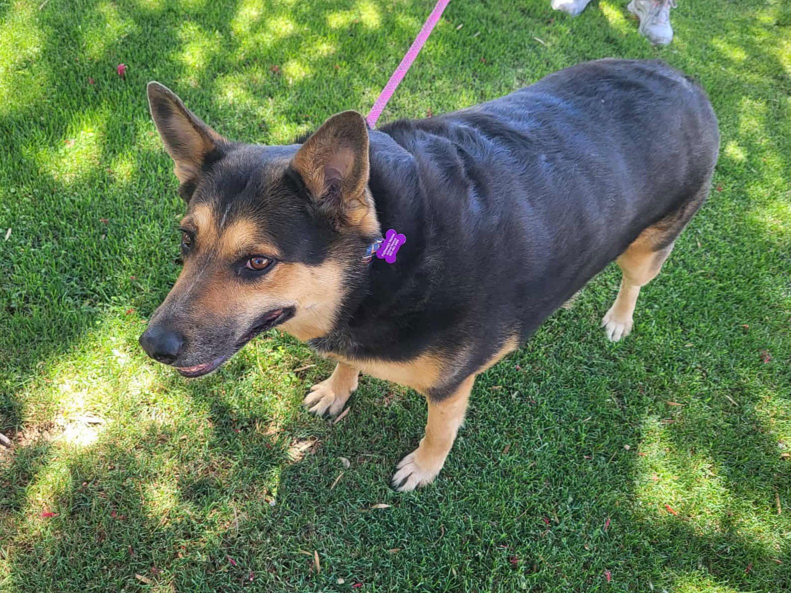 Guinness, a adult female Australian Shepherd / German Shepherd Dog Mix