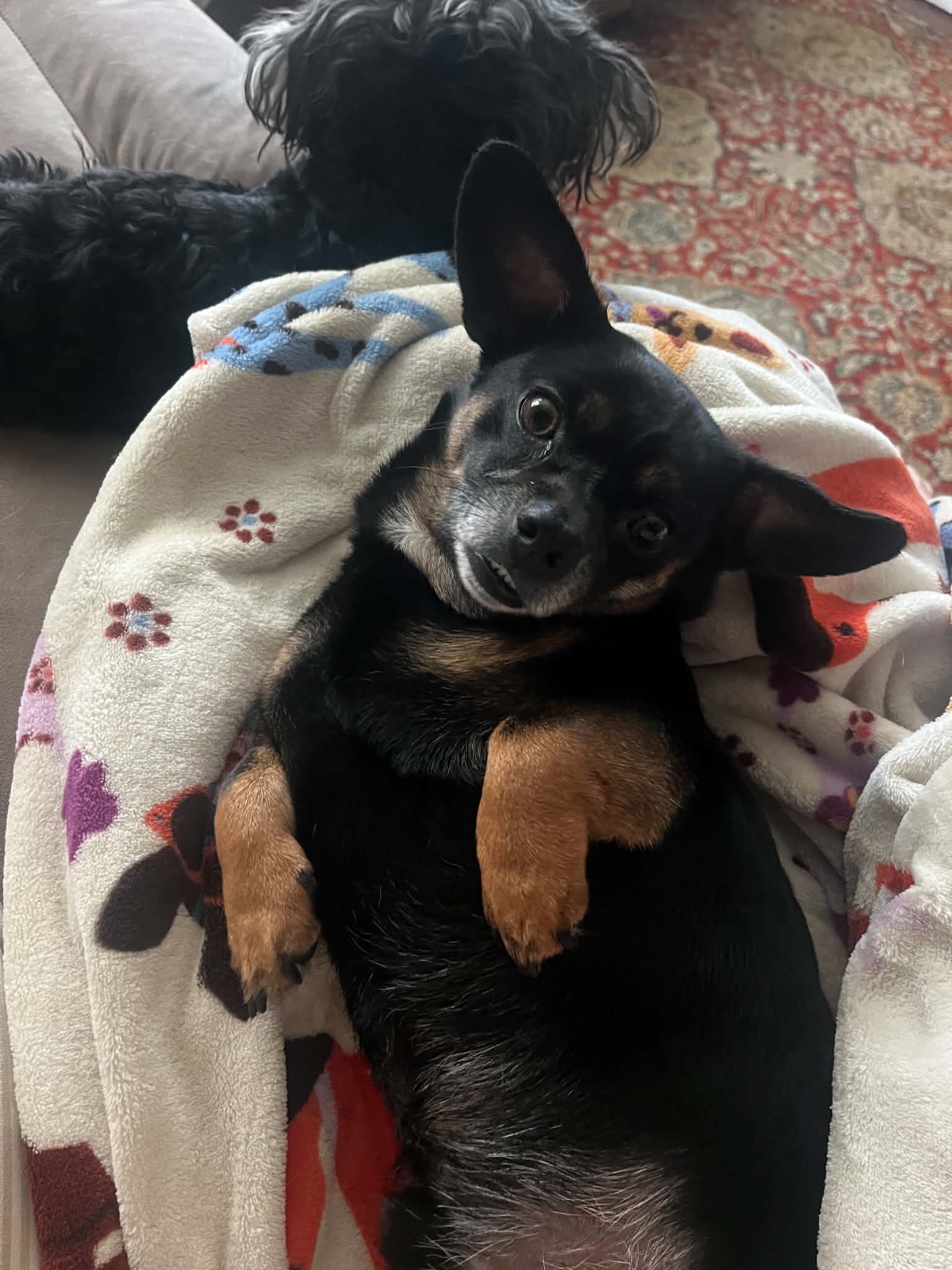 Roscoe, a adult male Chihuahua / Dachshund Mix