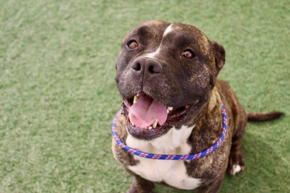 TULIP, a adult female Pit Bull Terrier