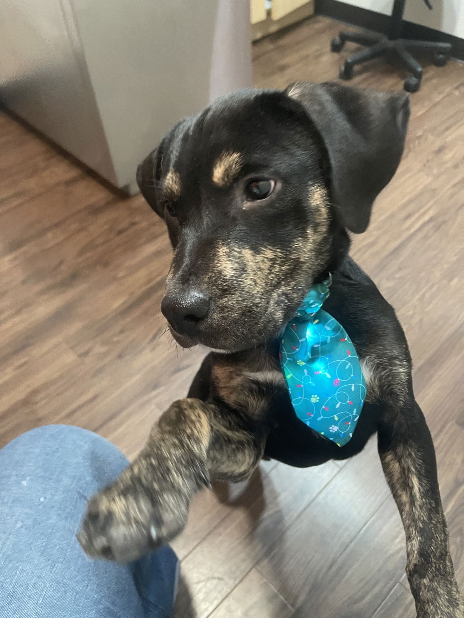 Charlie, a baby male Pit Bull Terrier Mix