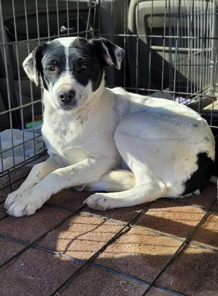 Bebe, a adult female Border Collie