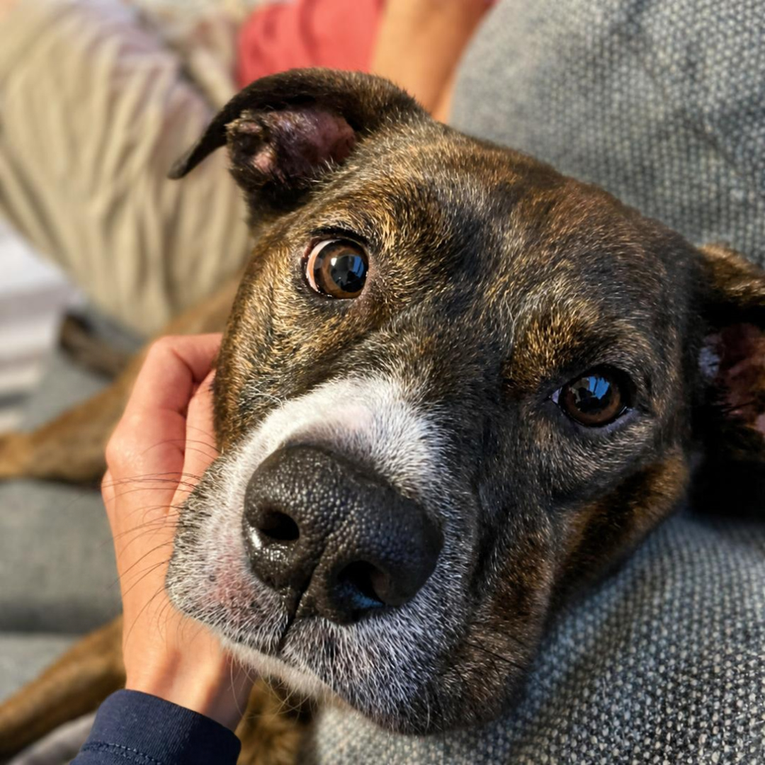 Jackson *FOSTER NEEDED TOO!, a senior male Retriever / Shepherd Mix