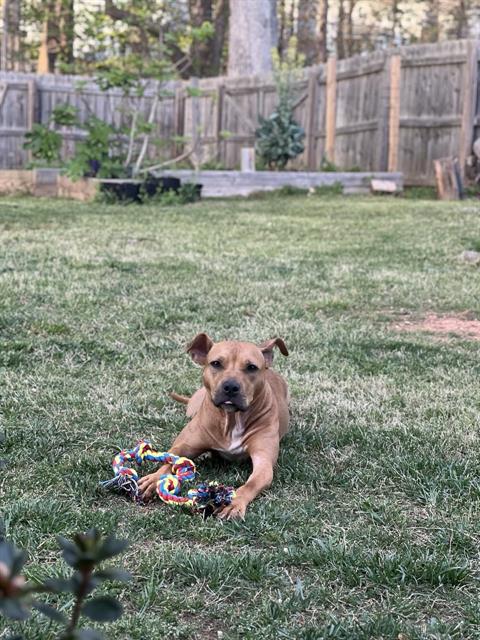 HAZEL, a adult female Pit Bull Terrier