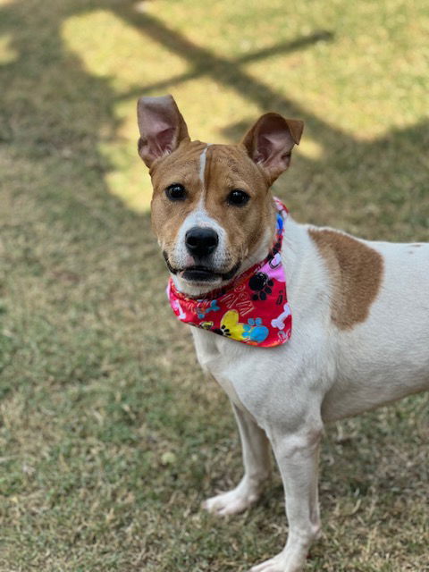Layla, a young female Pit Bull Terrier / Australian Cattle Dog/Blue Heeler Mix