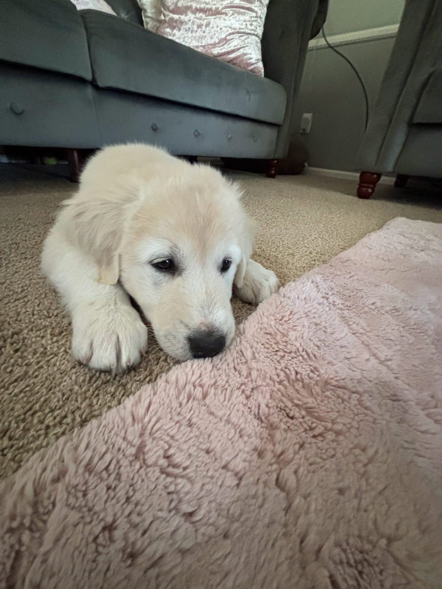 Colin, a adult male Great Pyrenees / Akbash Mix