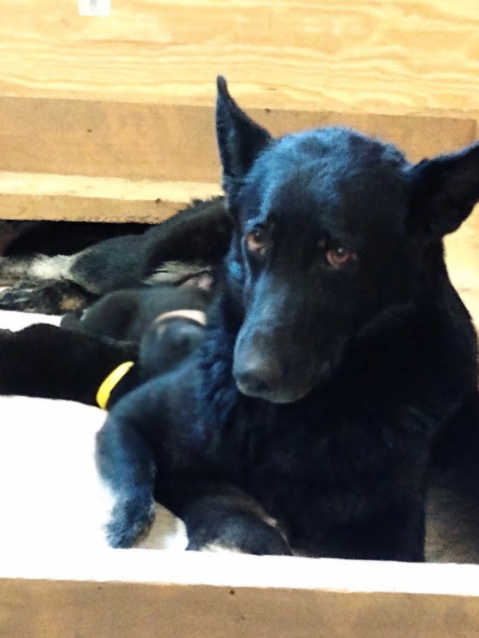 Sambra, a adult female German Shepherd Dog