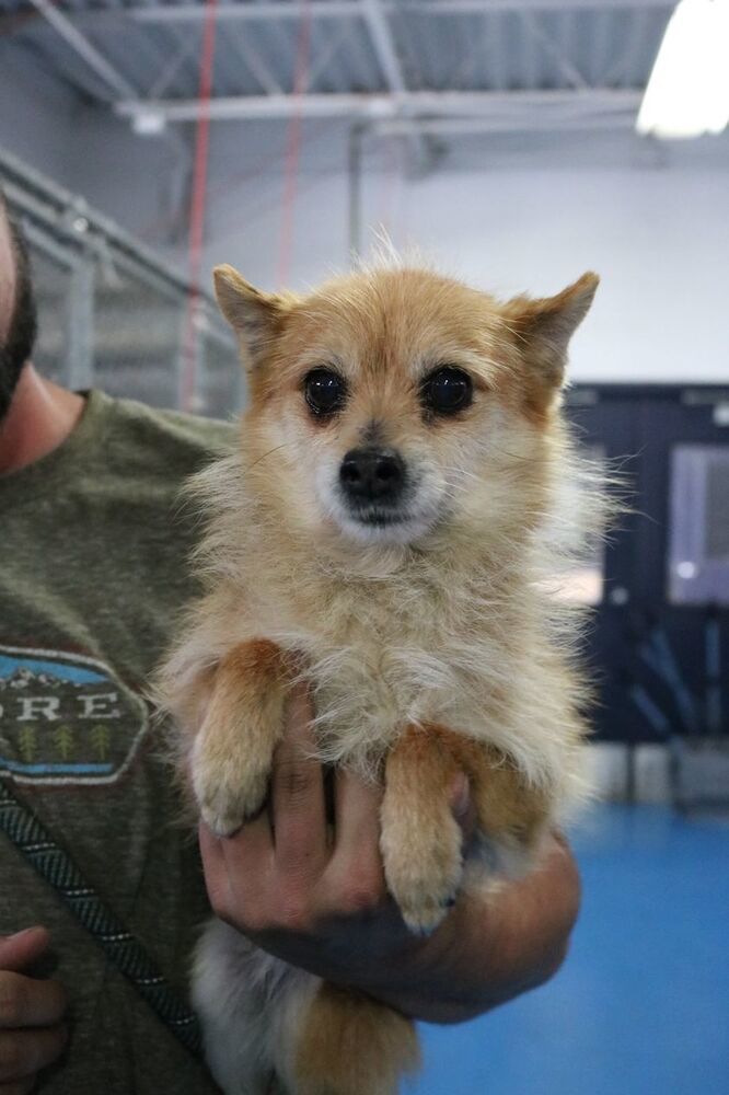 Flor, a senior female Terrier / Pomeranian Mix