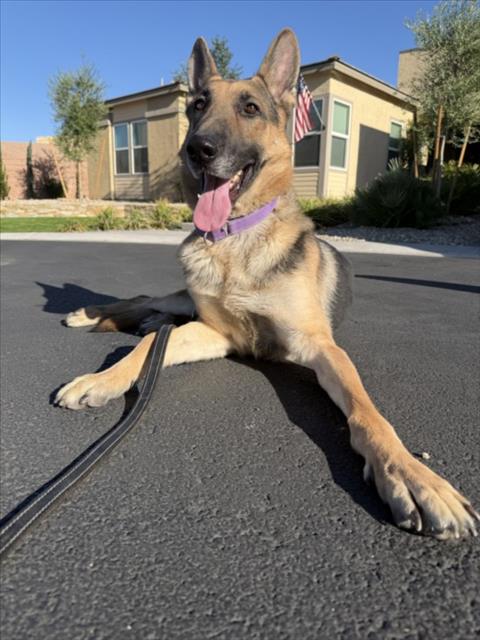 DODGER, a adult male German Shepherd Dog Mix