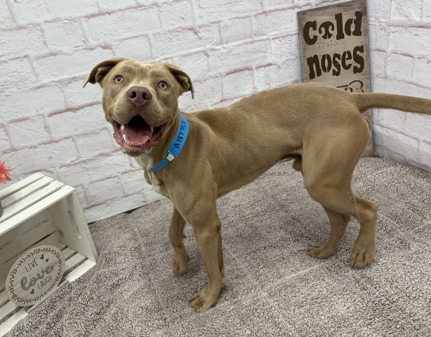 PEAKE, a young male Pit Bull Terrier Mix