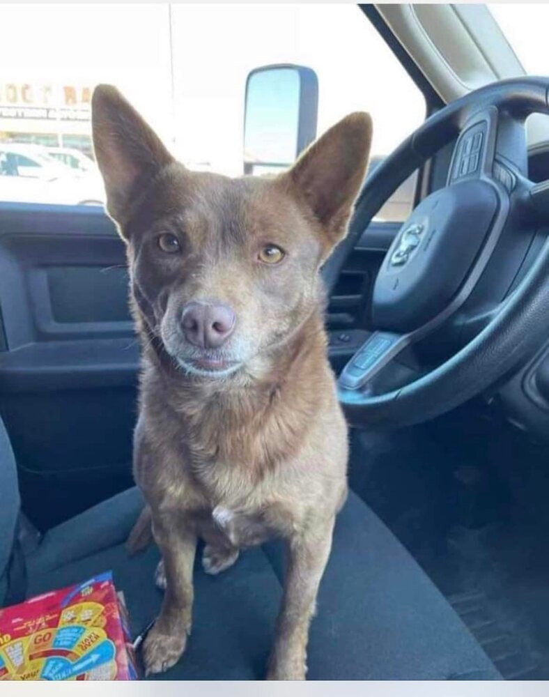 Rocky Brown, a adult male Chihuahua