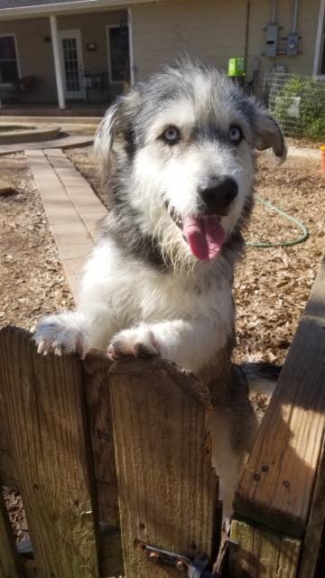 Pierce, a young male Schnauzer / Husky Mix