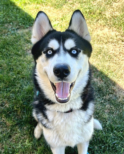 *NANOOK, a young male Siberian Husky
