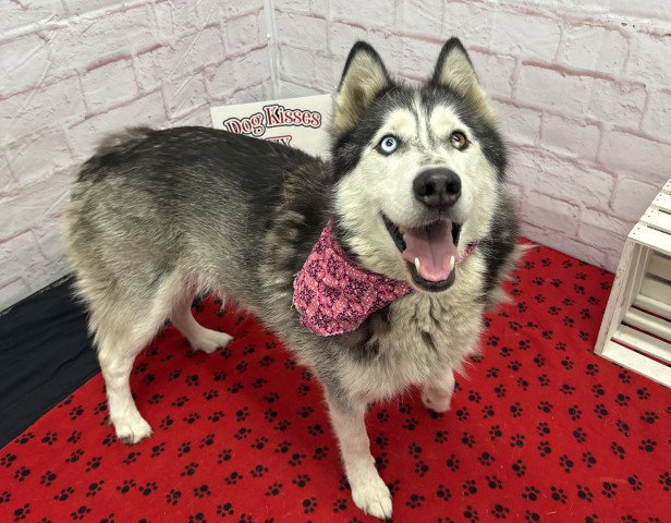 LUNA, a adult female Husky Mix