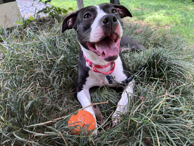 BRIDGEPORT, a adult female Pit Bull Terrier Mix