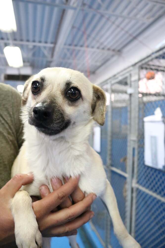 Blossom, a young female Terrier / Chihuahua Mix