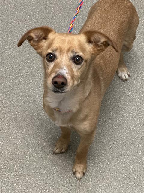 ELVIS, a senior male Chihuahua Mix