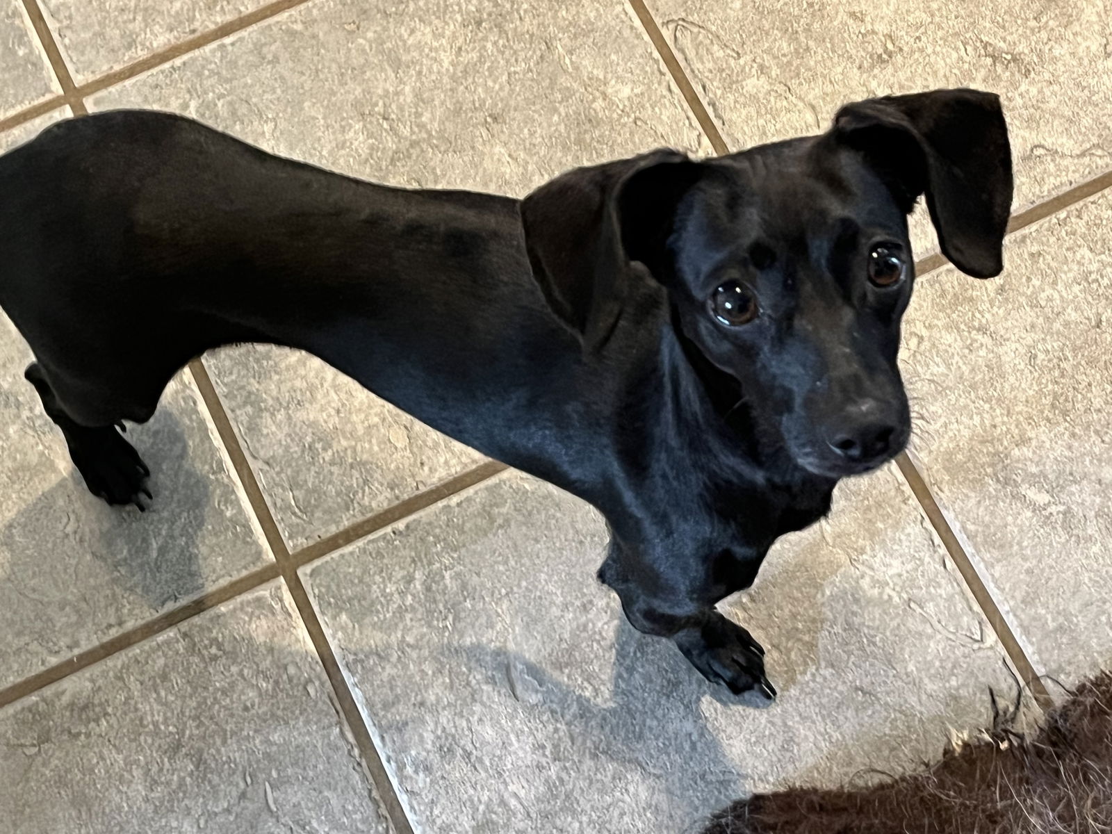 Bella, a adult female Chihuahua / Dachshund Mix