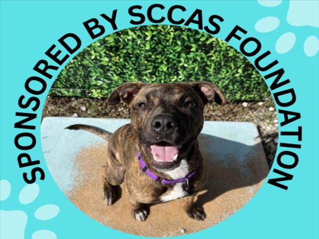 GRUFFI*, a young male Pit Bull Terrier Mix