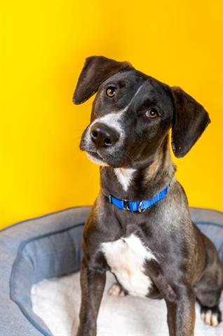 MILKY WAY, a adult female Husky Mix