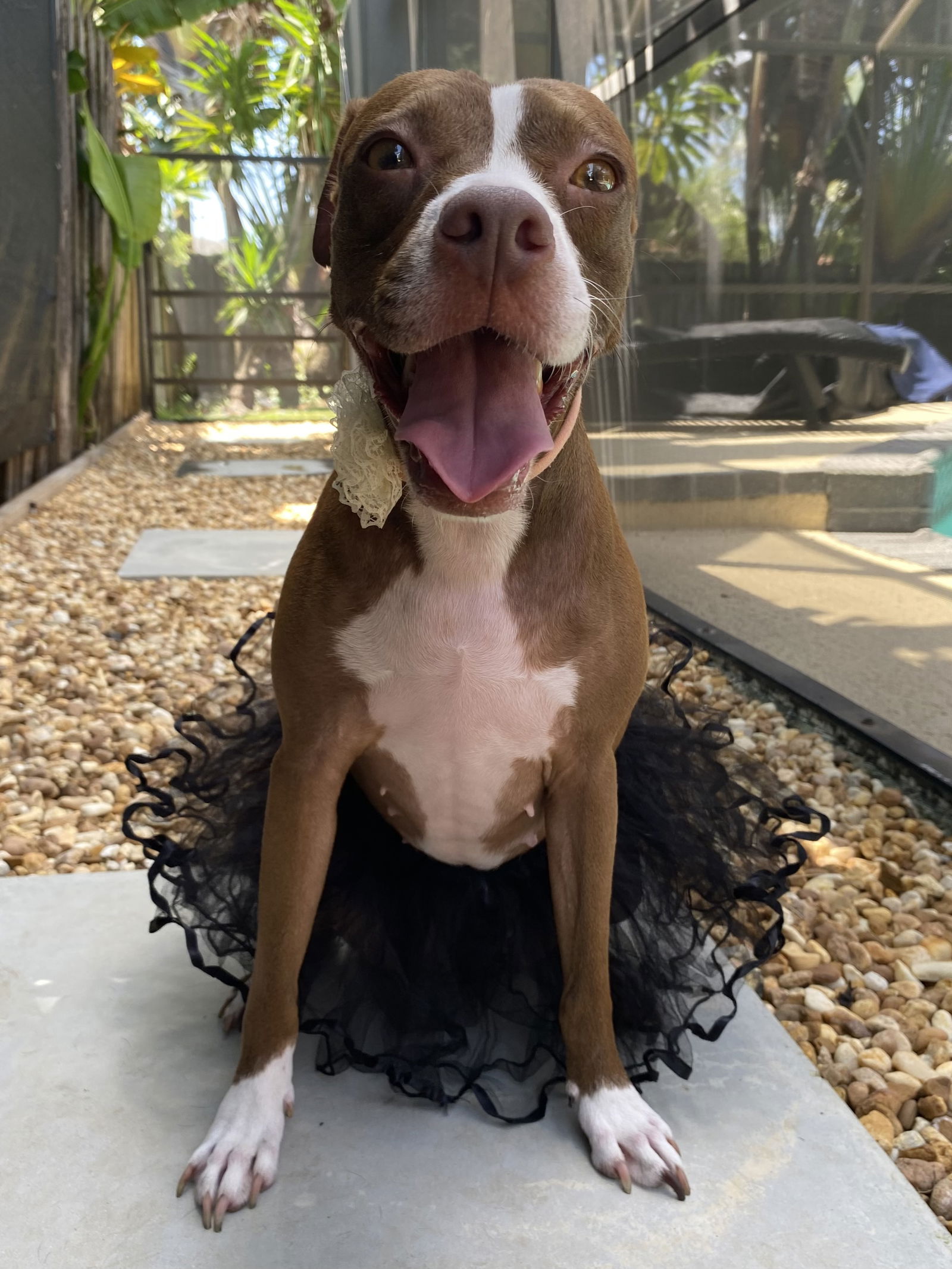 COURTESY POST: Roxy, a young female Terrier Mix