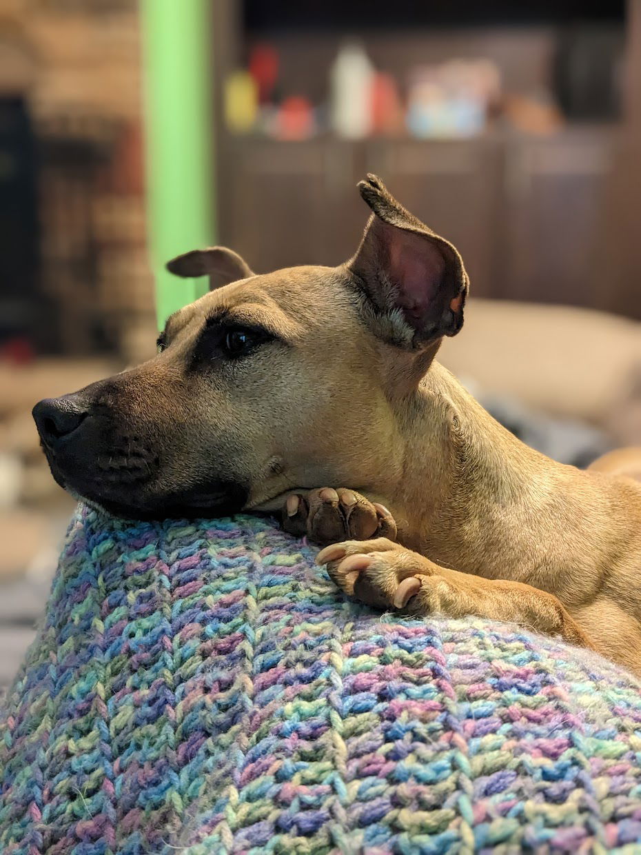 Polly, a adult female American Staffordshire Terrier / Terrier Mix