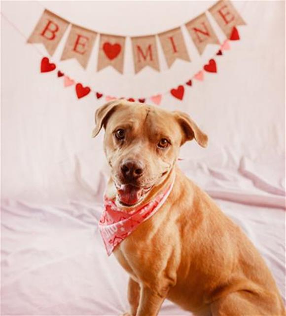 TITO, a adult male Labrador Retriever Mix