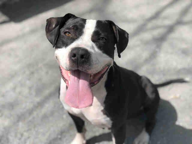 CUBA, a senior female American Pit Bull Terrier